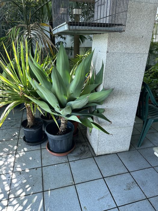 Agave atenuata diversos tamanhos