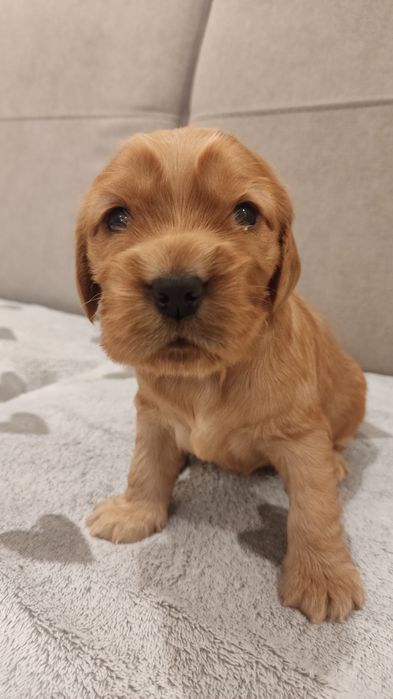 Cocker spaniel angielski