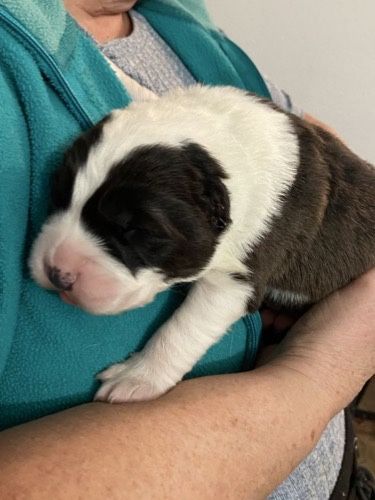 Готовятся к продаже щенки Алабая со щенячками