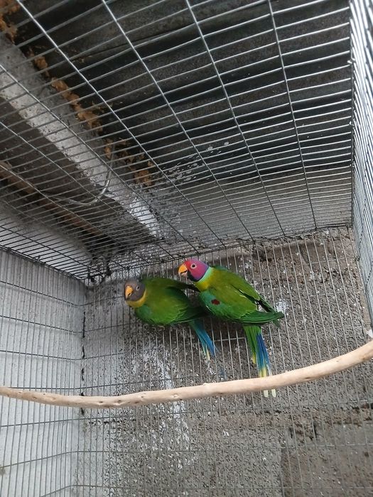 Passaro cabeça de ameixa