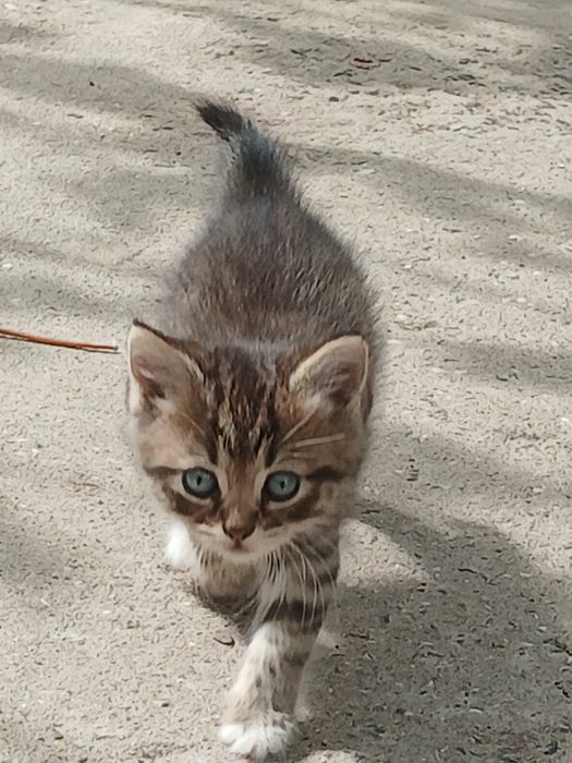Віддам кошенят безкоштовно,