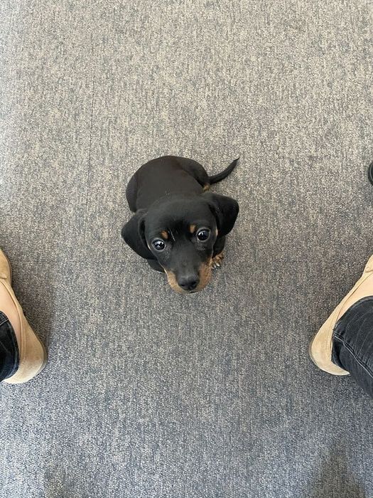 Темна розкіш у русі — чорні цуценята такси