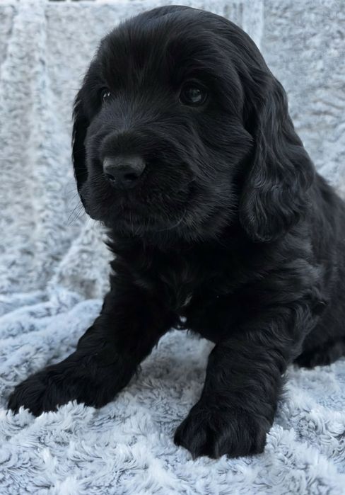 Dziewczynka cocker spaniel angielski