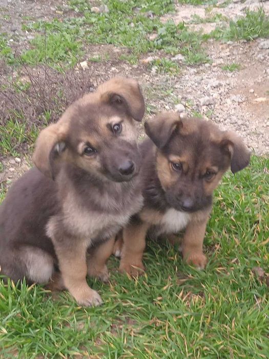 Цуценята (дворові)