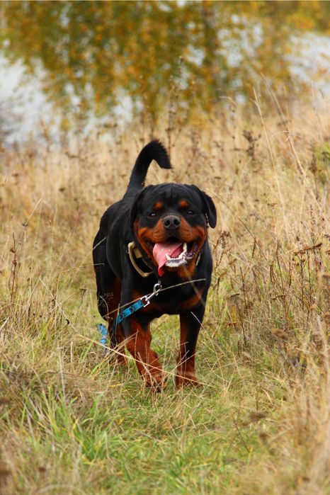 Ротвейлер ксу кобель