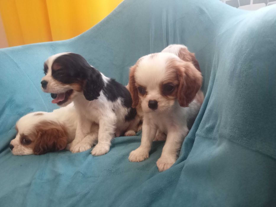 Cavalier King Charles spaniel szczeniak
