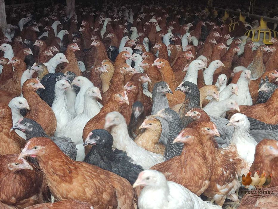 Kury Nioski Kolorowe Rosa Dominant Leghorn Lohman Leghorn