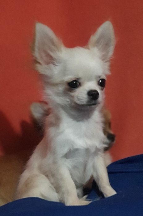 Мини девочка белый крем.  Свободна.