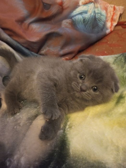 Шотландские котята