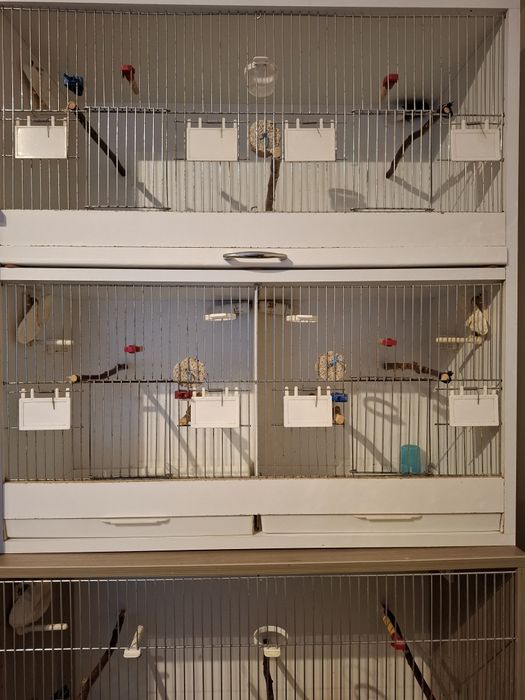 Trzy regały dla ptaków, akcesoria, karma