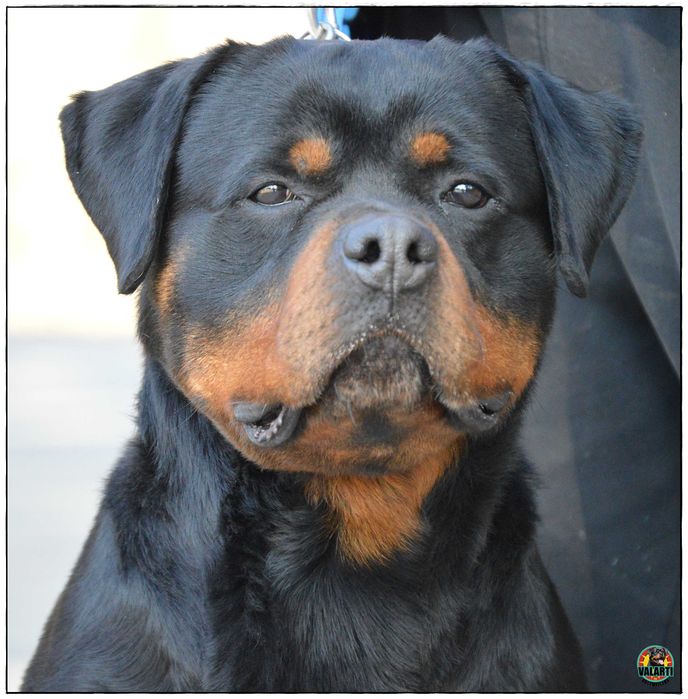 Rottweiler - Rezerwacja - suczka - Lato 2026
