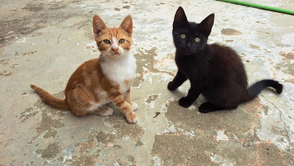 Ofereço gatinhos para adoção responsável