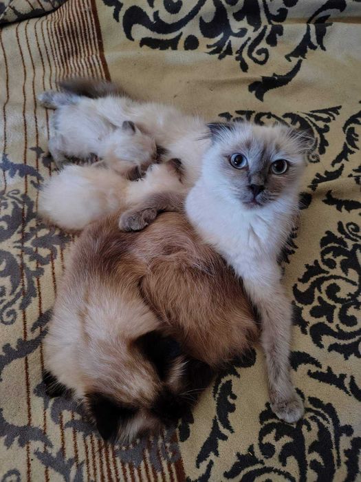 Невский маскарадный котёнок
