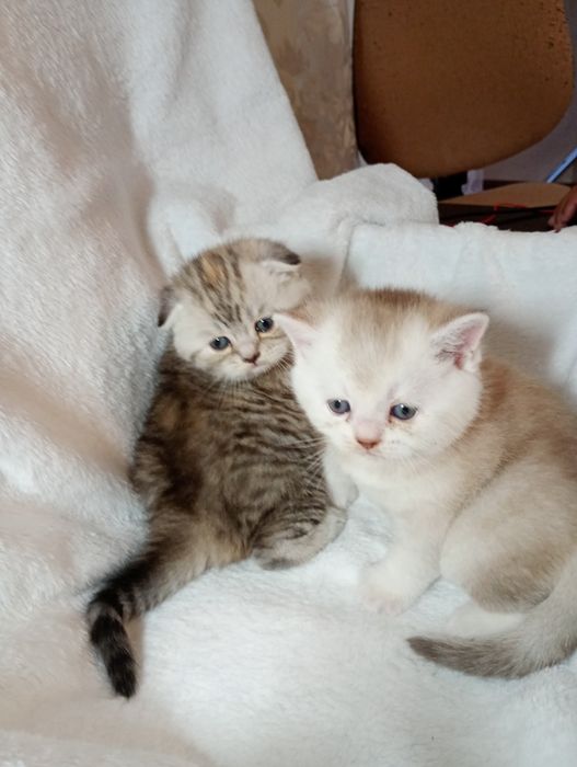 Британські кошенята