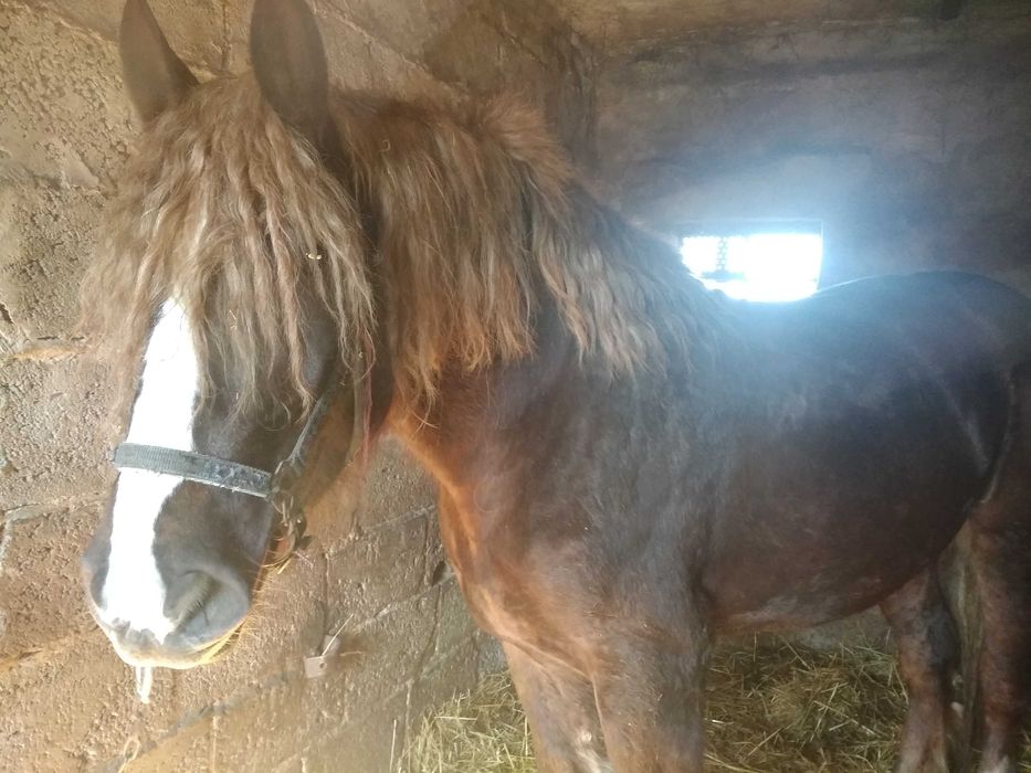 Rolnictwo zwierzęta klacz