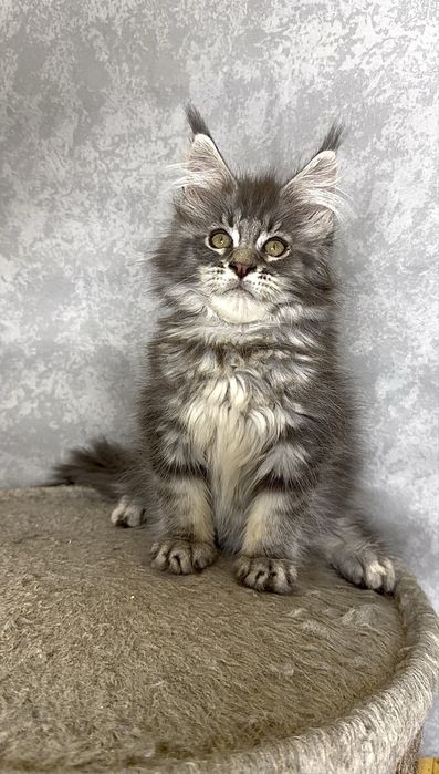 Хлопчик мейн-кун блакитний мармур на сріблі