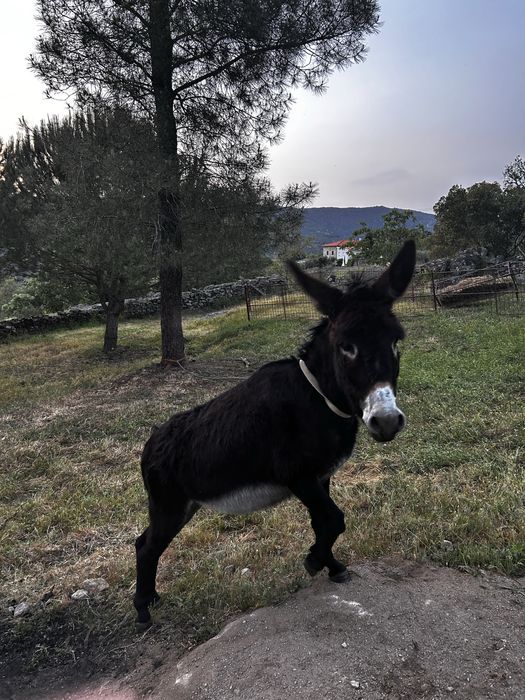 Burro arrasado Mirandés