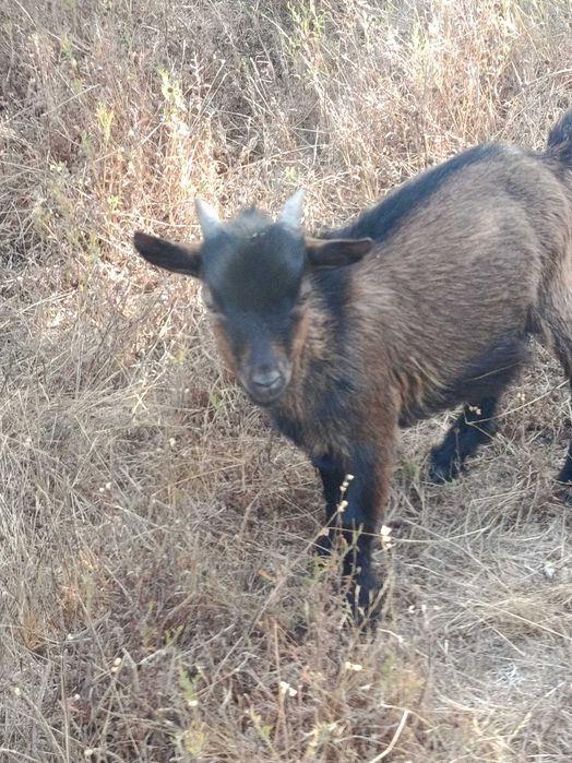 Cabrito anão macho