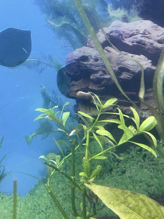 Nadwódka wielonasienna (Hygrophila polysperma)