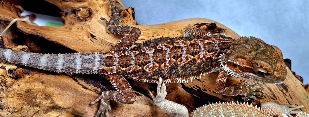 Agama brodata młode samice.