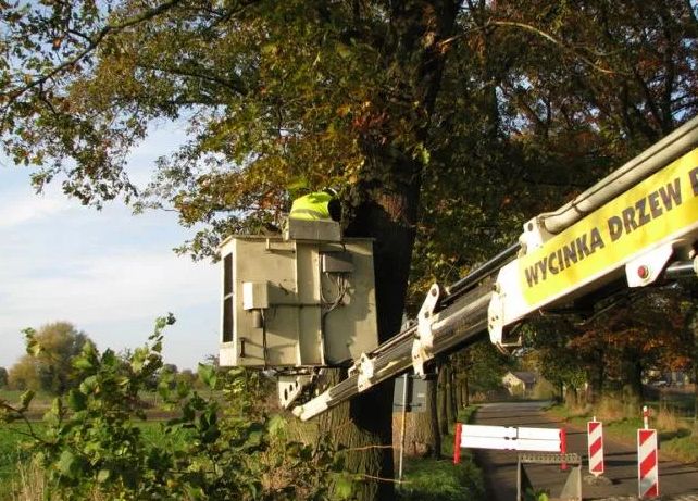 Pielęgnacja Drzew i Karczowanie Terenów Zielonych - Stargard i Okolice