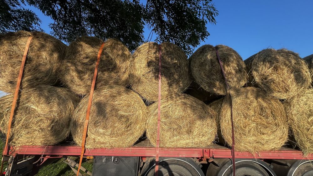 Siano tegoroczne balot 120 cm dla koni. Cena z dostawą