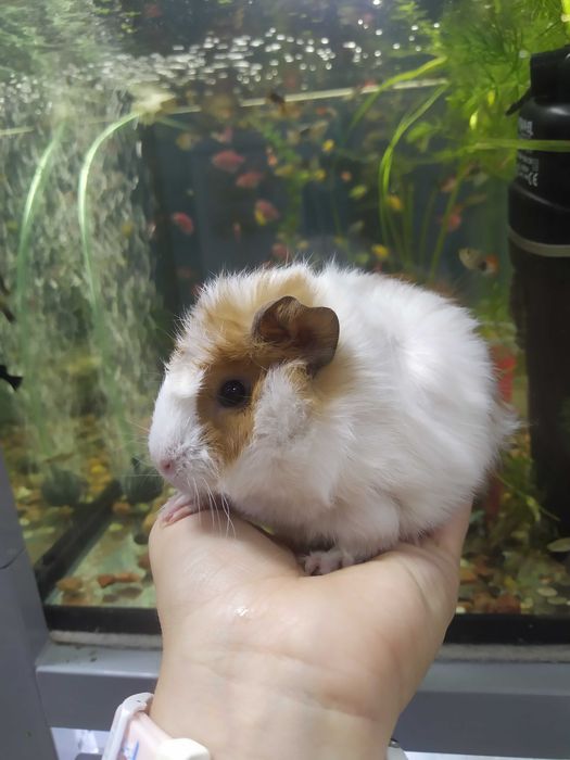 Морські свинки, морские свинки, різні окраси , 1 -2 місяці