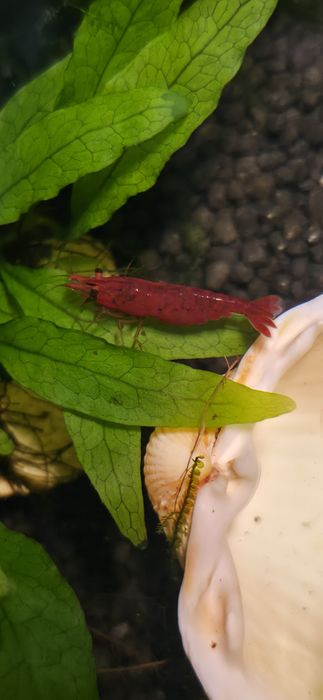 Neocaridina Davidi - Painted Red Fire/Blue Dream - Linhas Selecionadas