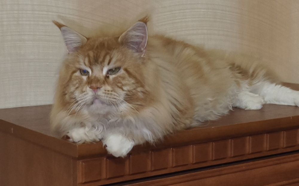 Подростают котята породы Мейн Кун.