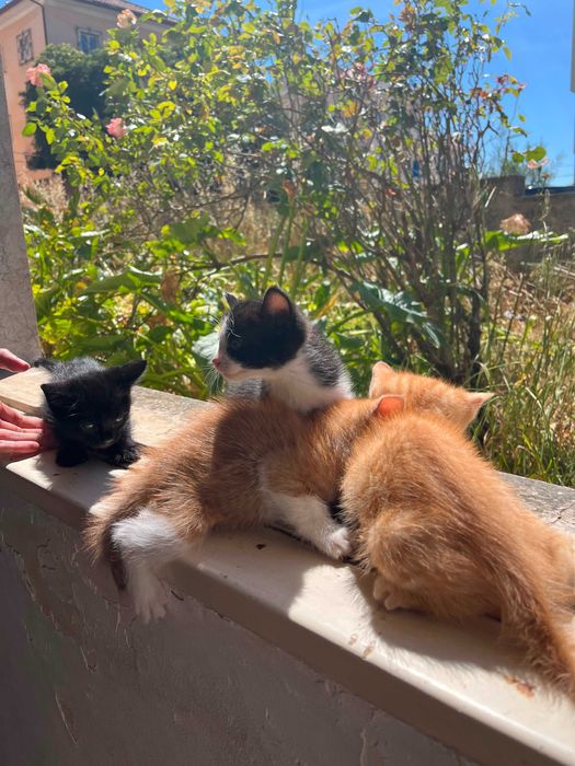 Gatinhos bebé para adopção