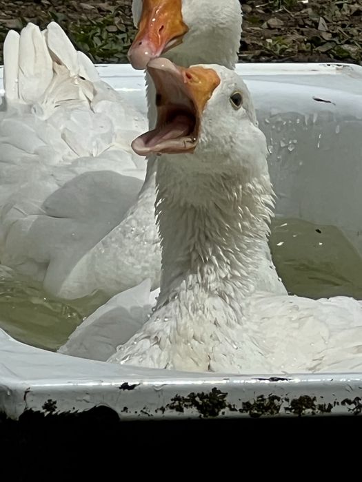 Vendo casal de gansos