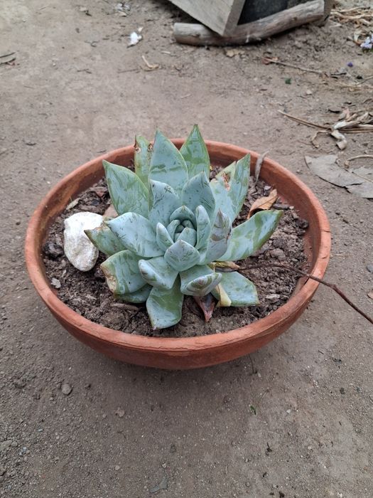 Rosa de Pedra (Echeveria peacockii)