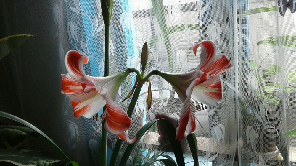 Амаралис. Шикарные цветки