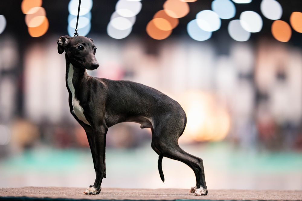 Charcik włoski, piesek, rodowód FCI, warunek hodowlany