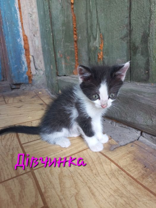 Котята. Кошенята