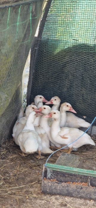 Patos para venda