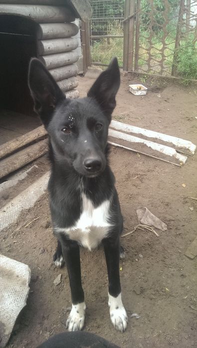 Стерилізовані цуцики підлітки у пошуку своєї родини