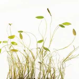 Potamogeton natans – Espiga de Água | Planta Aquática Natural