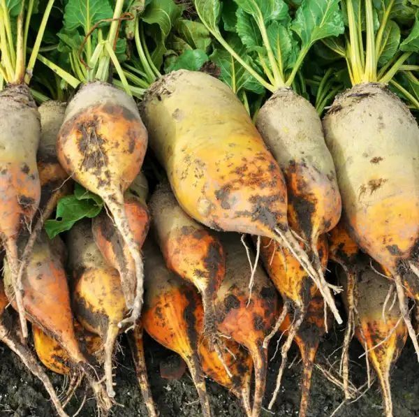 Продам Буряк кормовий