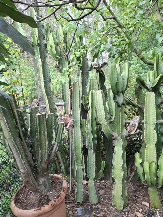 Podas de catos   monstro  e outos