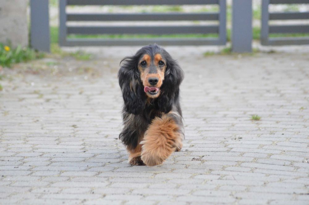 cocker spaniel angielski  suczka dorosła