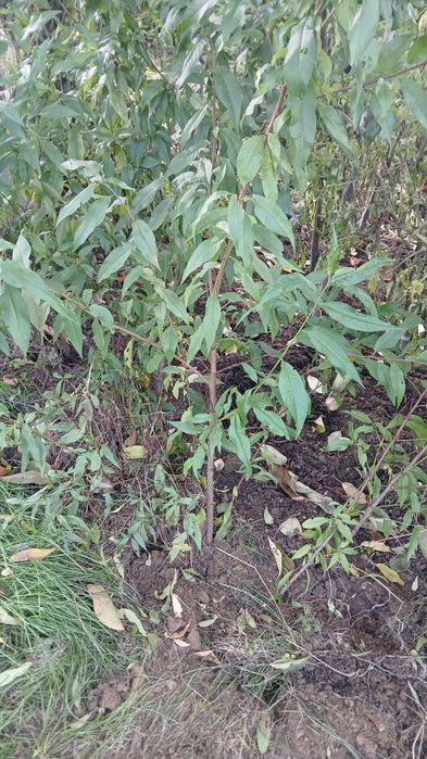 Sadzonka drzewko brzoskwini