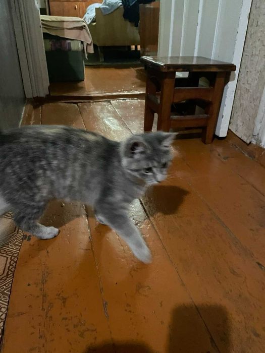 Грайливі Tabbi дівчатка красуні.