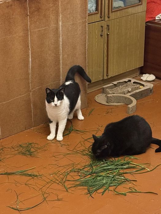 Котячі діти в хороші руки