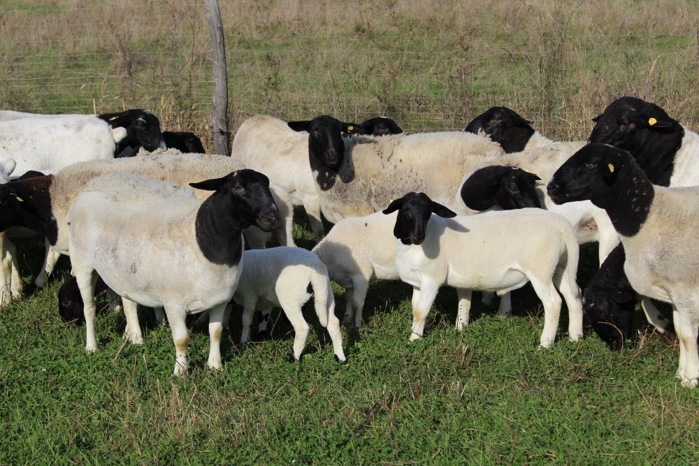 Продажа ягнят Дорпер.