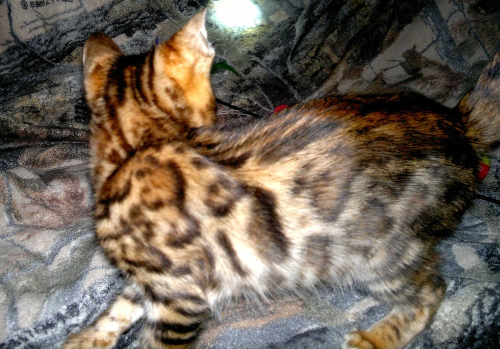 Яскраві бенгальські кошенятка з документами