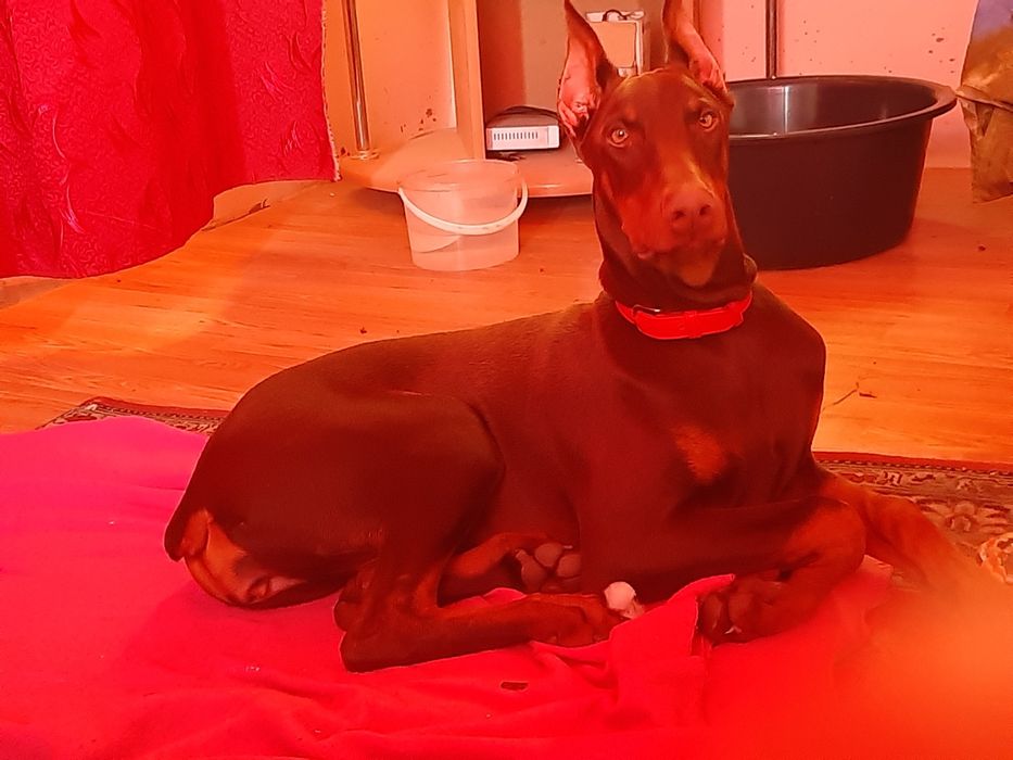 Продаються  доберманчики.Дуже розумні пси і охорона.