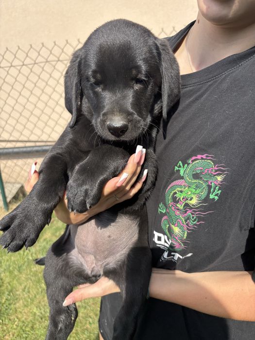 Sprzedam szczeniaka rasy labrador suczka