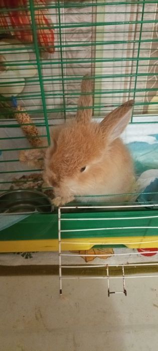 Отдам даром декоративного кролика .