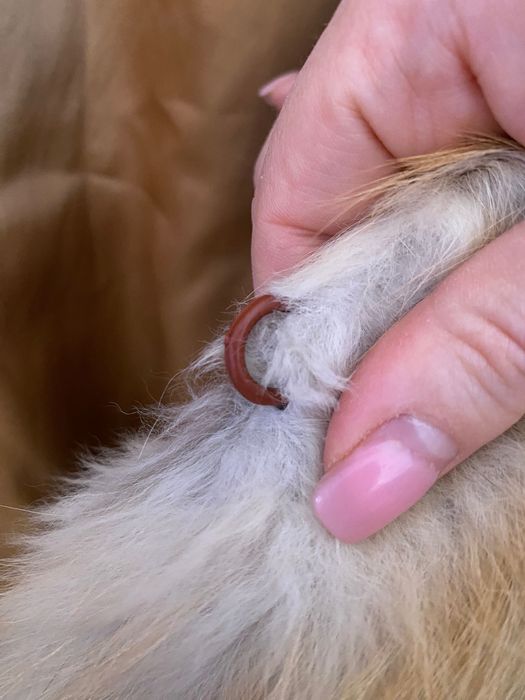 Жилет з хутра лисиці